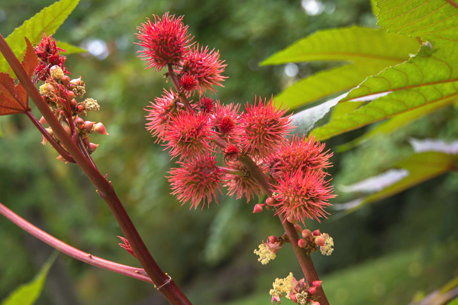 Castor bean